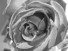 Antique_rose