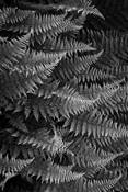 Ferns