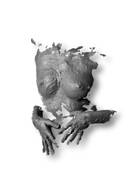 Sculpt