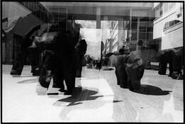Fonseca_s_elephants