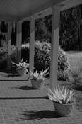 Potted_plants
