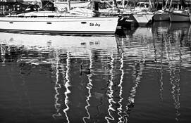 Sea_jay