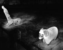 Animals