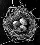 Nest