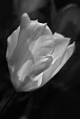 White_tulip