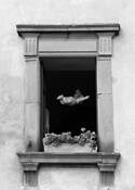 Hovering_cupid