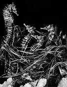 Nesting_seahorses