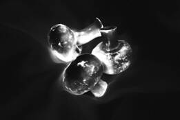 Radiant_mushrooms