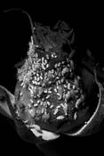Black_rose_and_aphids
