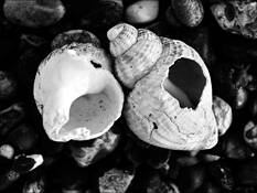 Empty_shells