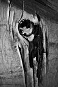 Strange_fruit_still