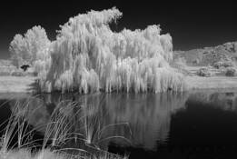 Willow_and_marshgrass