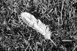 Feather