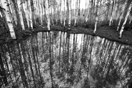 Aspen_ghosts
