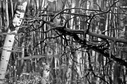 Aspen_pool