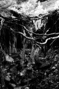 Icicles_in_infrared