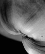 Macro_tropical_coconut