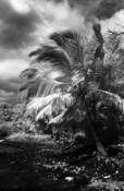 La_perouse_bay_in_infrared__1