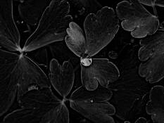 Apr_s_la_pluie