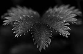 Leaf__1