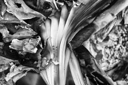 Ashes_number_3