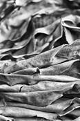 Ashes_number_4