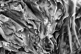 Ashes_number_5