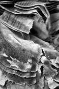Ashes_number_8