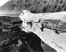 Log