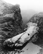 Log