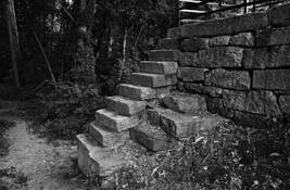 Steps_in_the_forest
