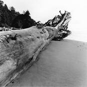 Log