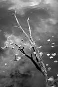 Sky_reflection