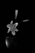 Lillium_longiflorum