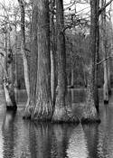 Spring_thaw
