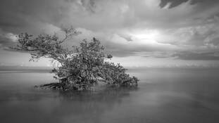 Black_mangrove_rising