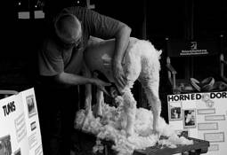 Sheep_shearing_-_union_fair