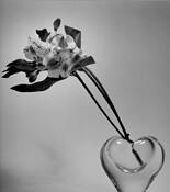 The_flower