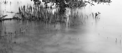 Black_mangrove_study__3