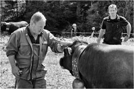 Cow_fights_8