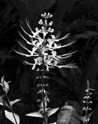 Hilo_botanical_garden