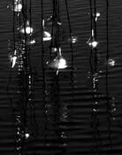 Willow_bells