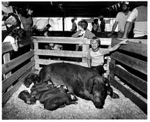 Lake_county_fair_winner