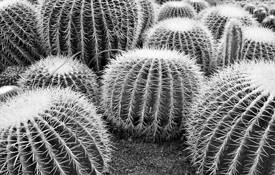 Spherical_cactus