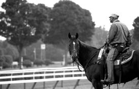 Backstretch_morning