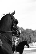 On_the_backstretch_in_saratoga