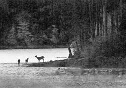 Cooper_lake__9