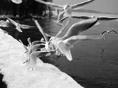 Seagulls_jpg_jpg