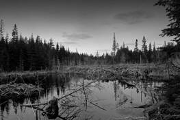 Beaver_dam