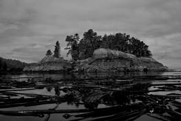 Kelp_bed